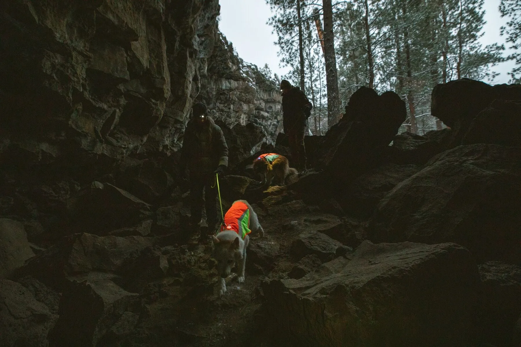 Lumenglow™ Hi-Vis Dog Jacket