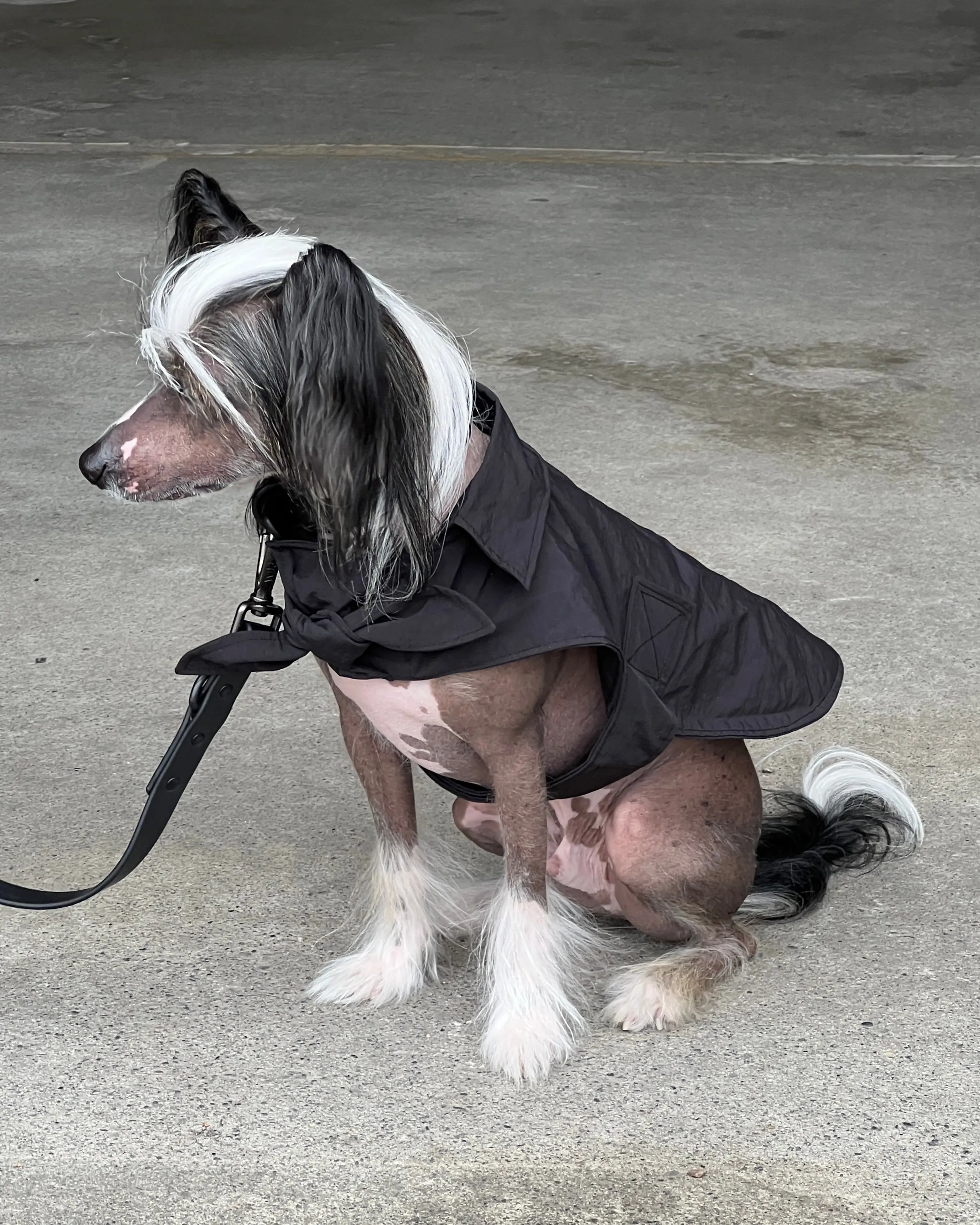 Toto Dog Jacket